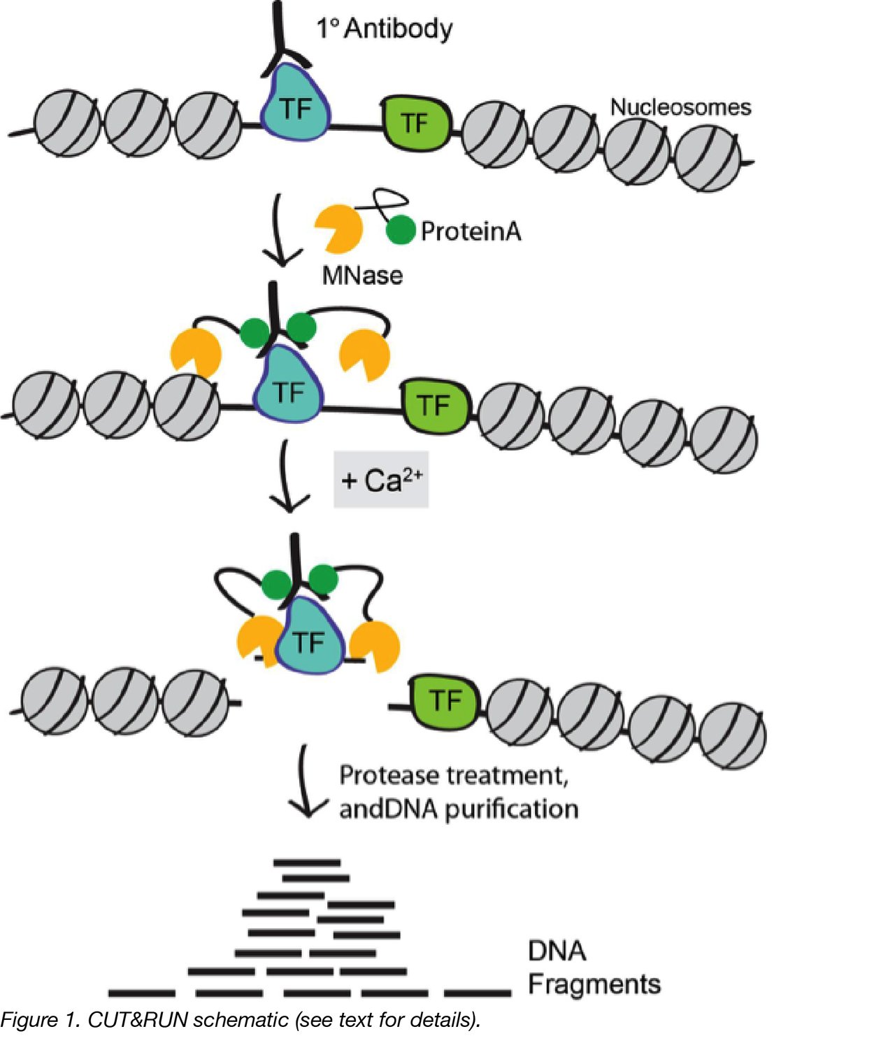 CUT&RUN An Improved Method for Studying ProteinDNA Interactions